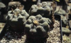 Peyote Cactus - mescaline